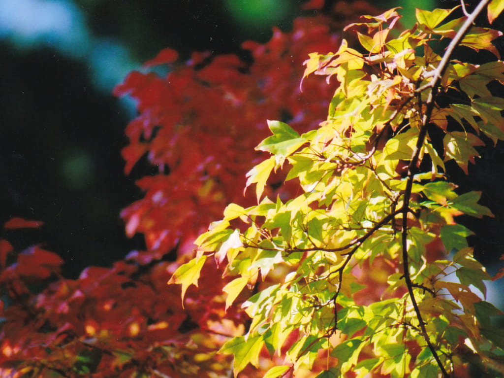 フリー素材サイトから取得した色づき始めたハナノキの葉っぱのイメージ