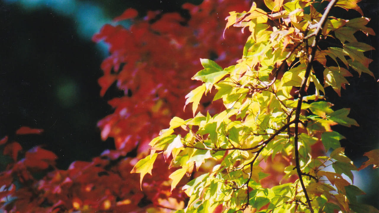 フリー素材サイトから取得した色づき始めたハナノキの葉っぱのイメージ