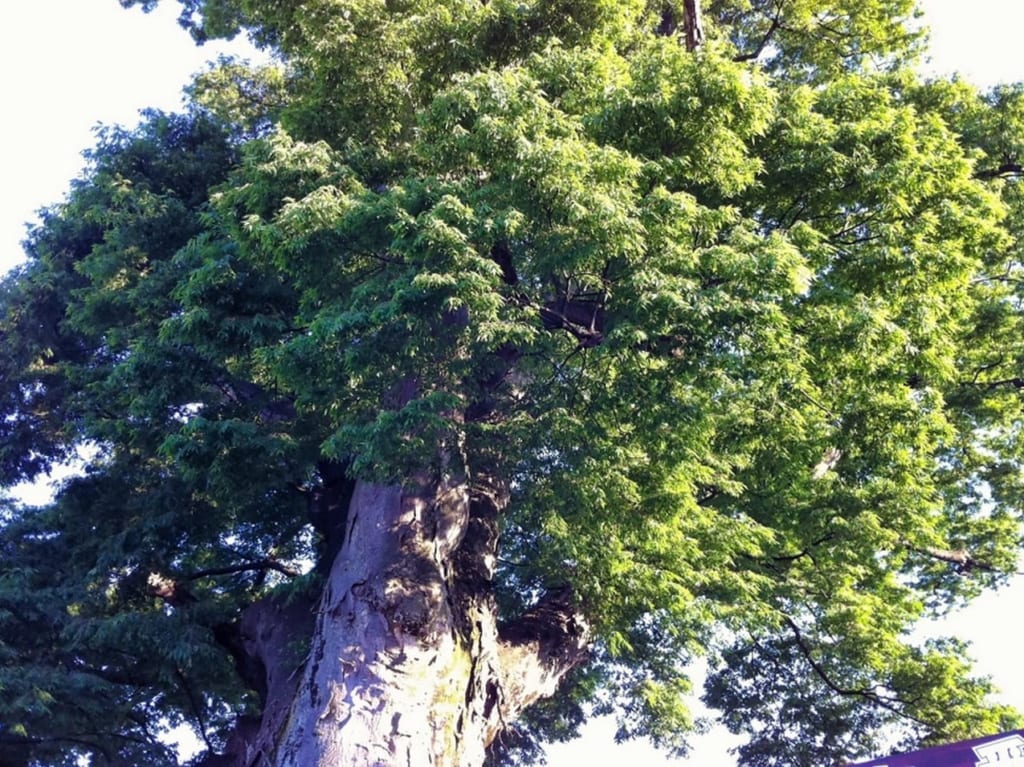 山王神社の大ケヤキ2011年5月2