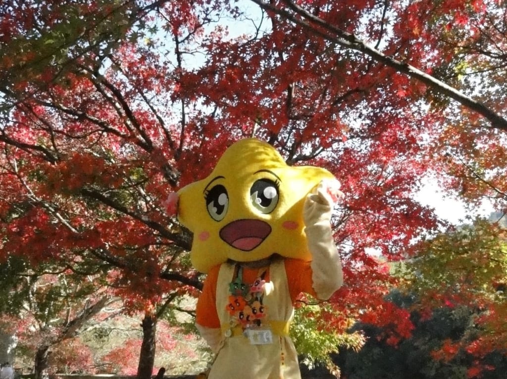 市職員有志撮影の永源寺かえでちゃん３