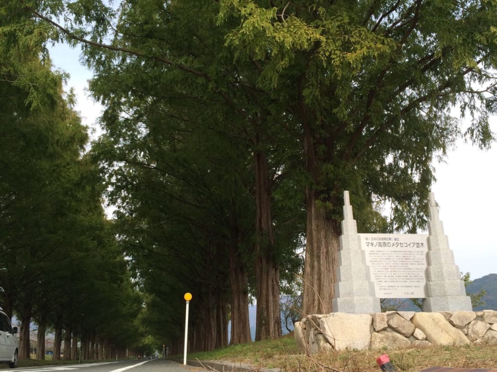 観光名所である高島市のメタセコイア並木