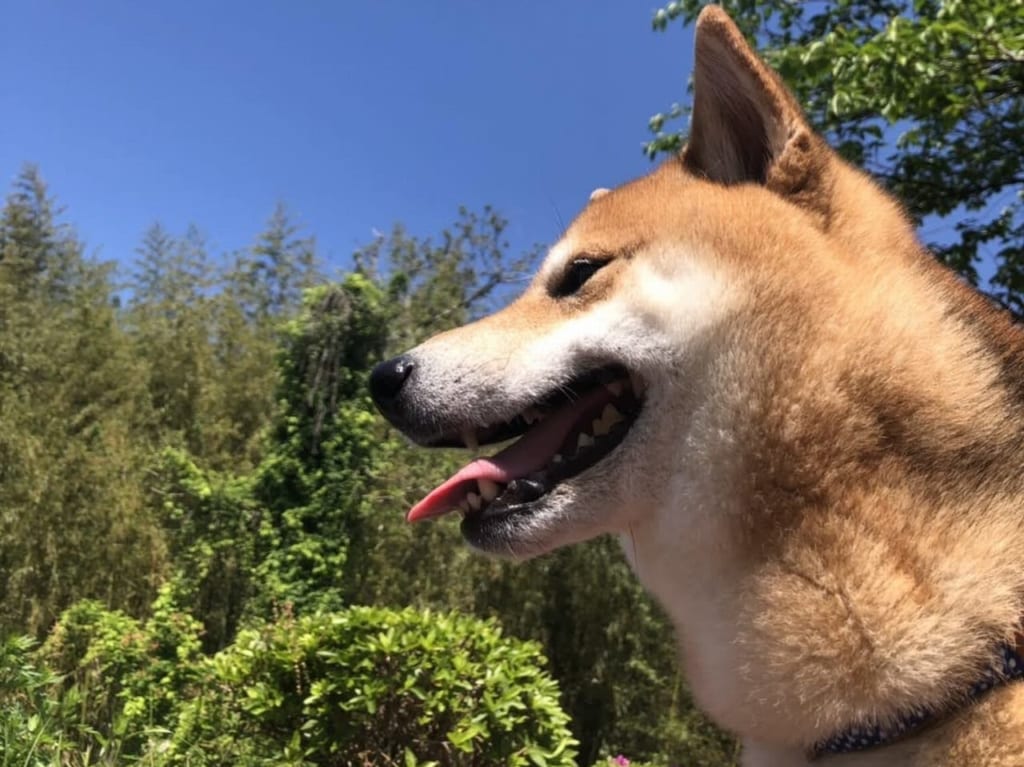 柴犬のイメージ（実家の飼い犬の一枚を利用）