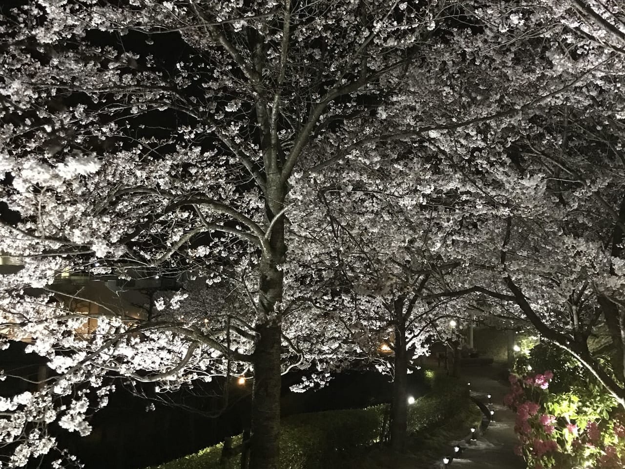 クレフィール湖東の夜桜ライトアップ