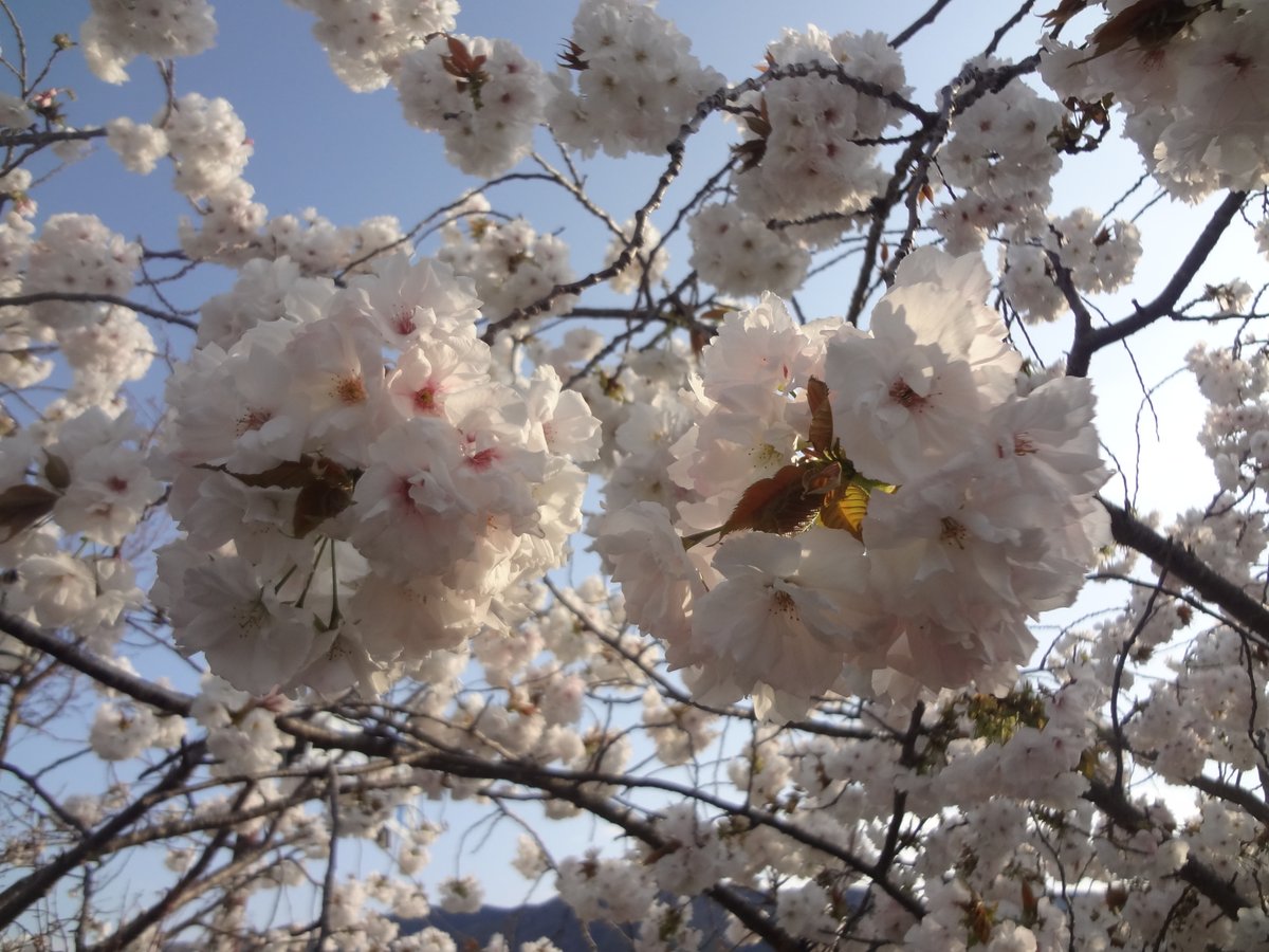 永源寺桜、2020年の開花画像