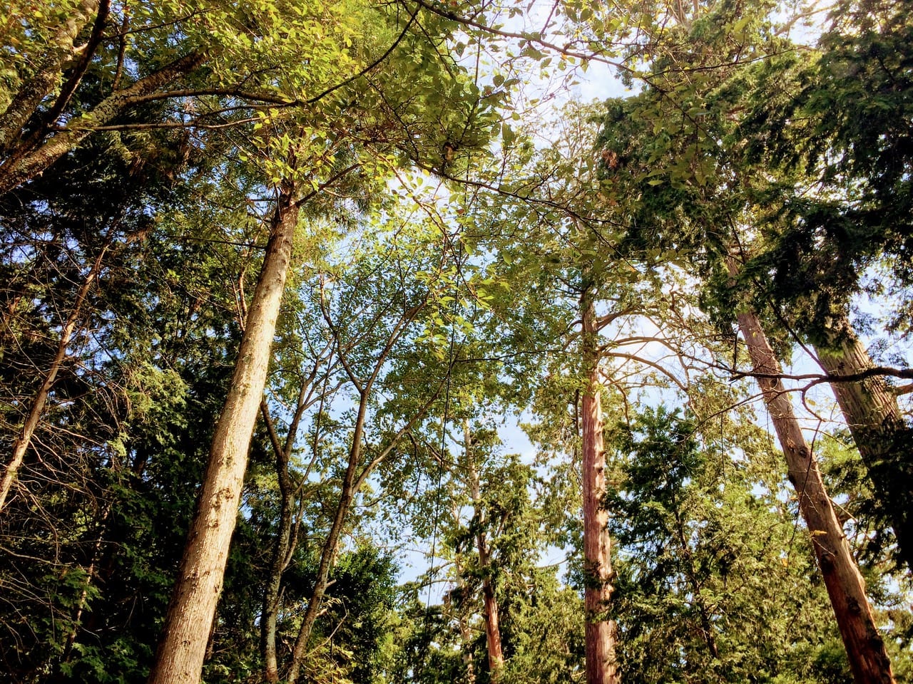 東近江市の保護樹林１