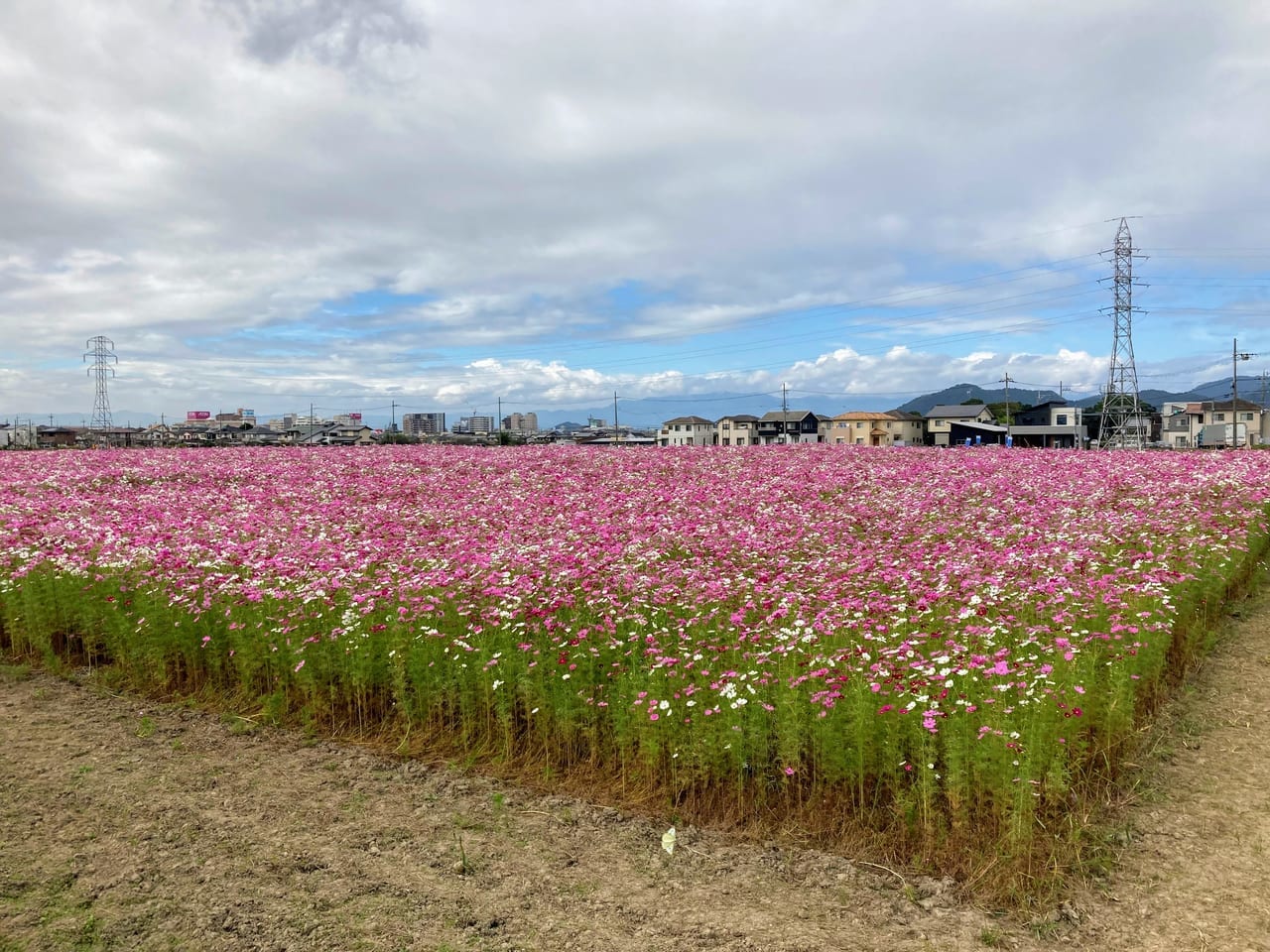 野田コスモス2021－1