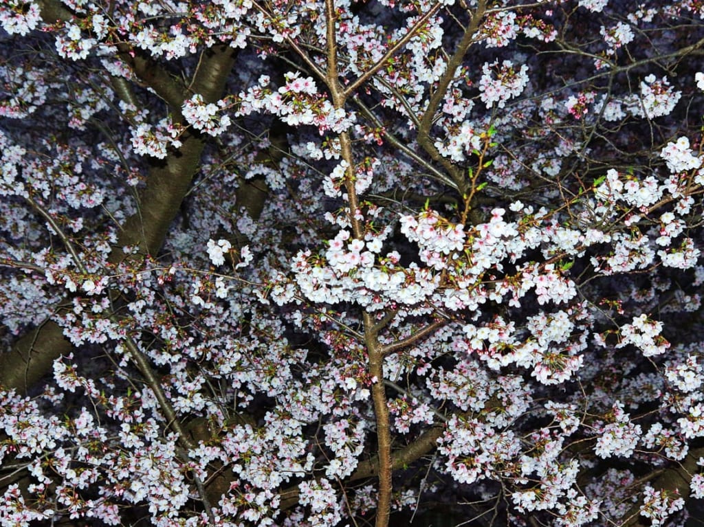 フリー素材の夜桜