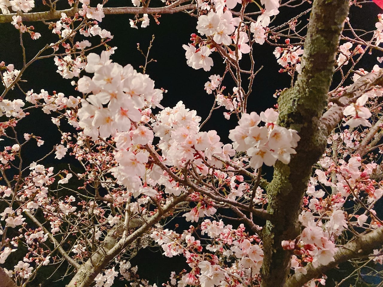 フリー素材の夜桜画像