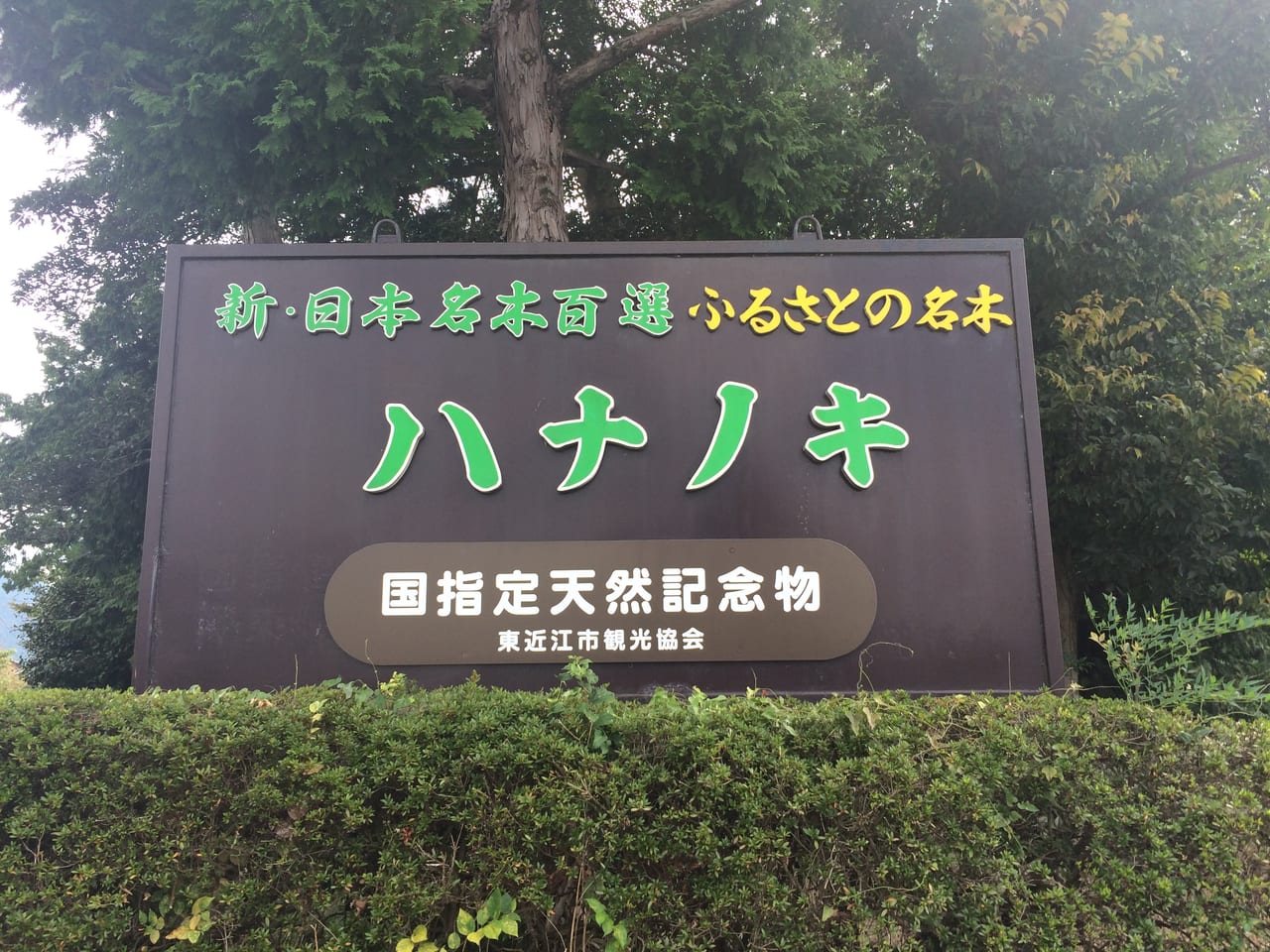 国の天然記念物でもある東近江市のハナノキの看板