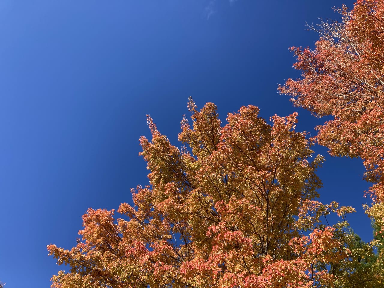 山、紅葉、空