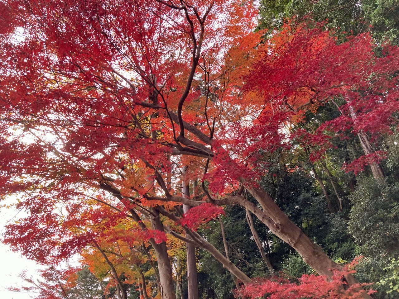 紅葉公園5