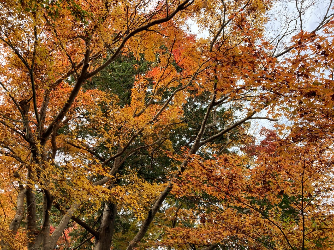 紅葉公園4