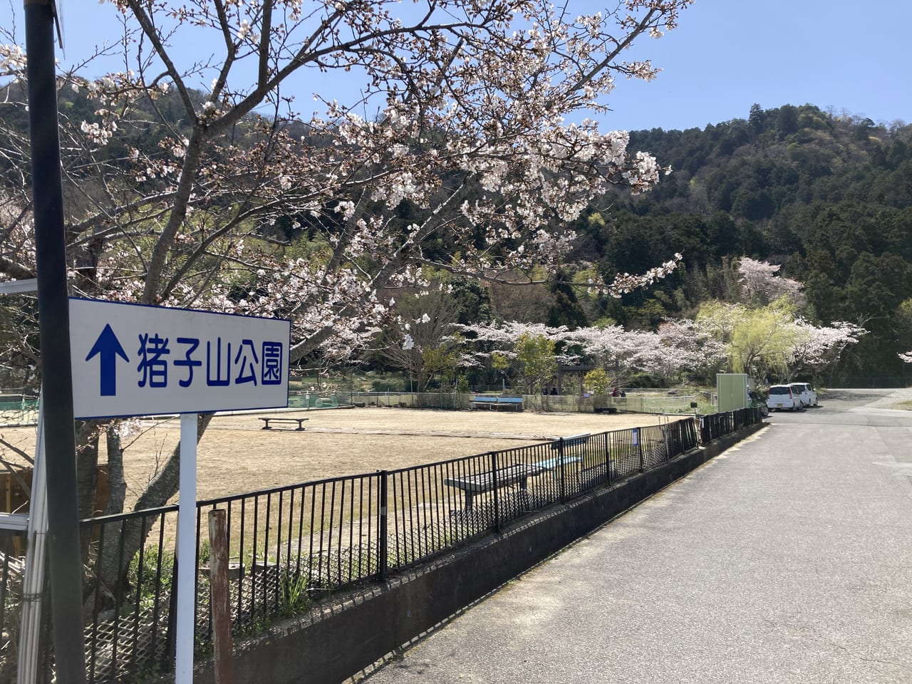 猪子山、桜1