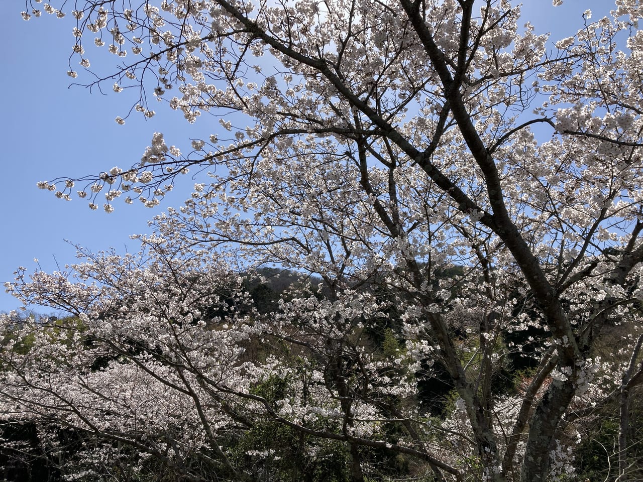 猪子山、桜2