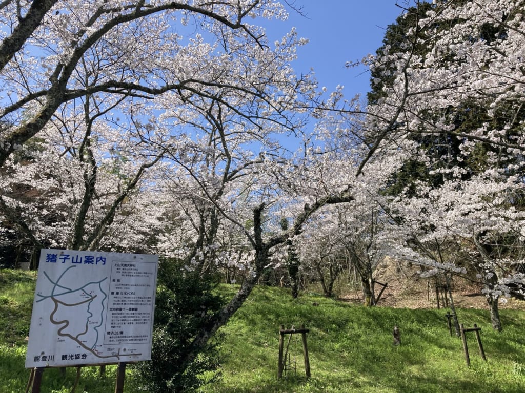 猪子山、桜3
