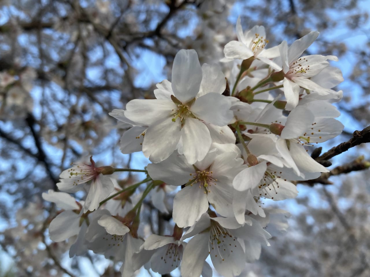 第2回五個荘中央公園桜まつり