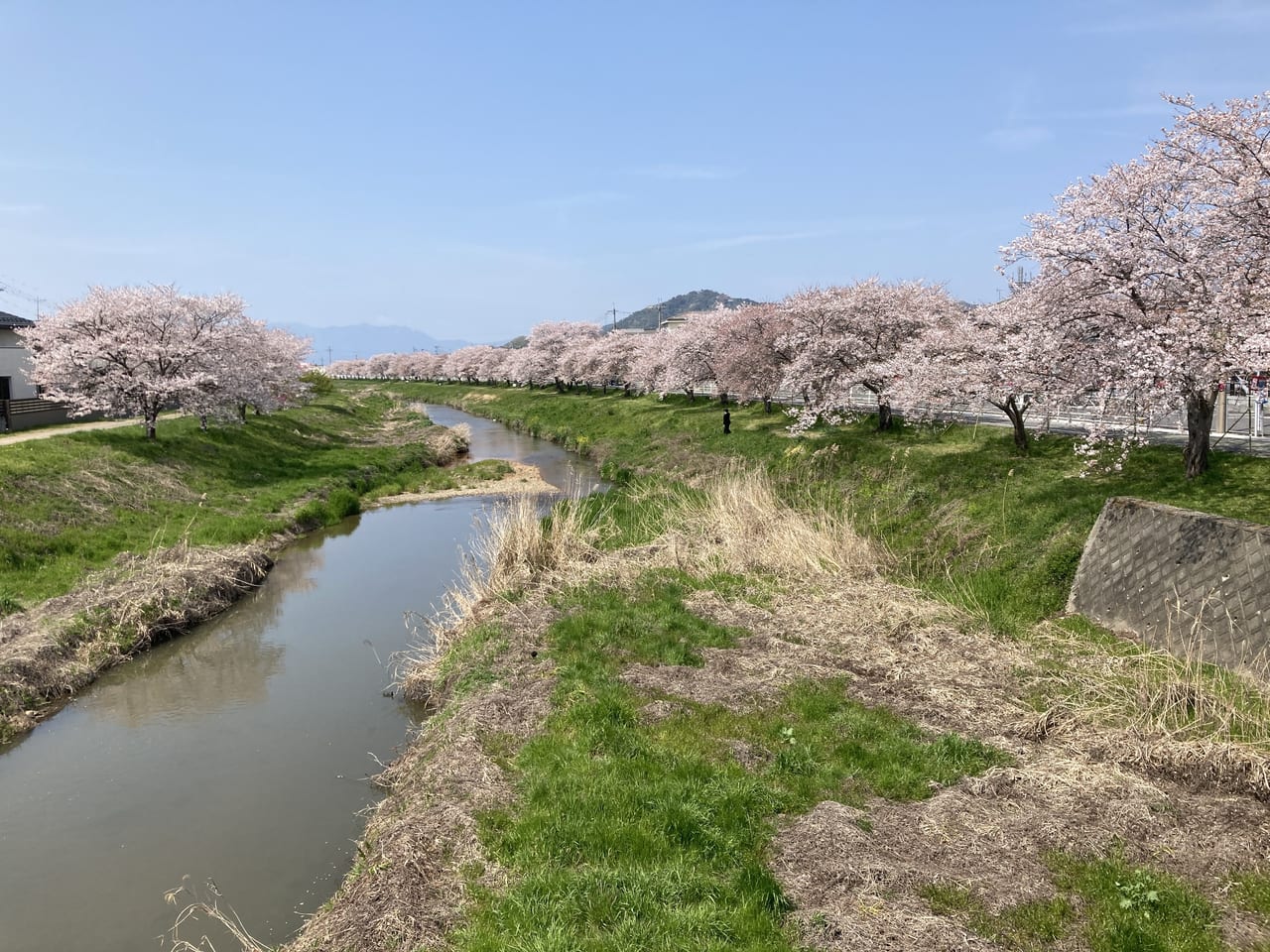 白鳥川の桜並木
