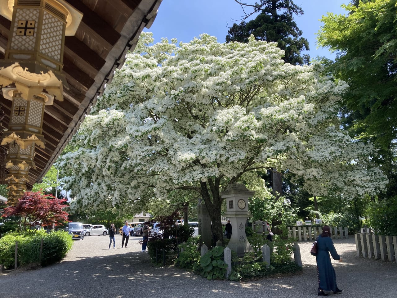 沙沙貴神社5