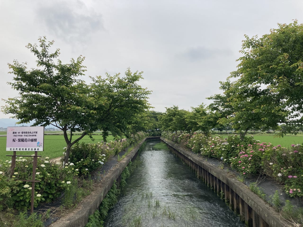 宮荘川の紫陽花3