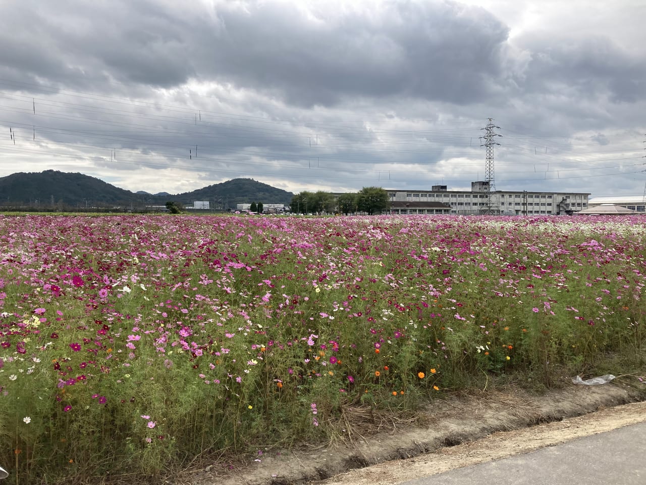 野田コスモス