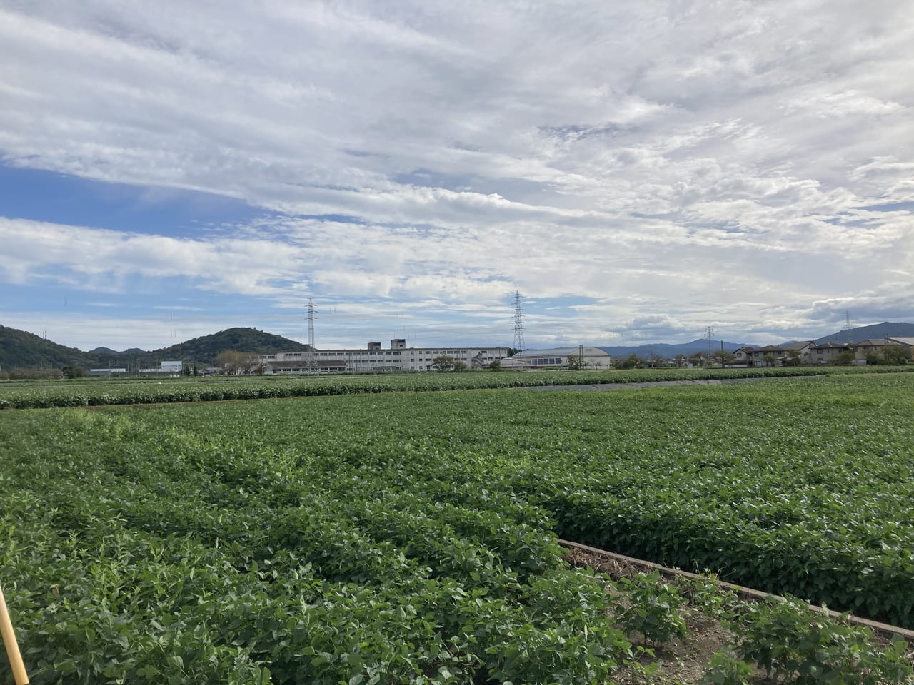 野田町のコスモス畑２