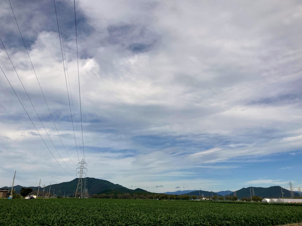 野田町のコスモス畑３