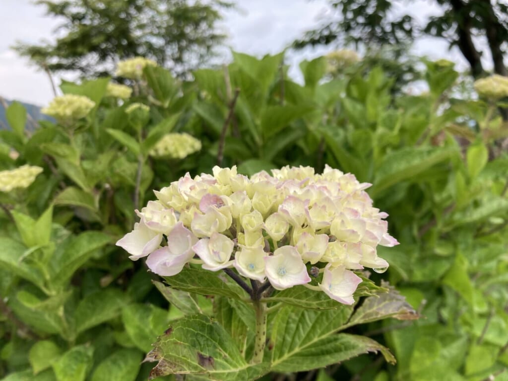 宮荘川の紫陽花４