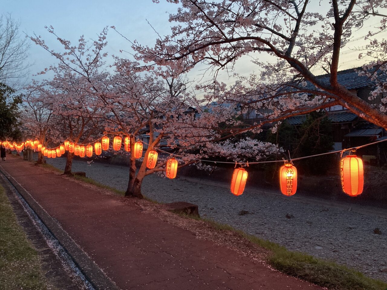 てんびんの里ふれあい広場 桜まつり5