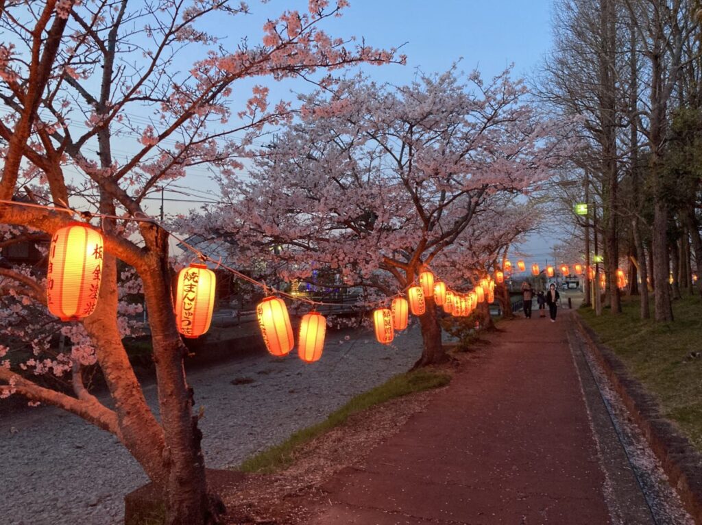 てんびんの里ふれあい広場 桜まつり6