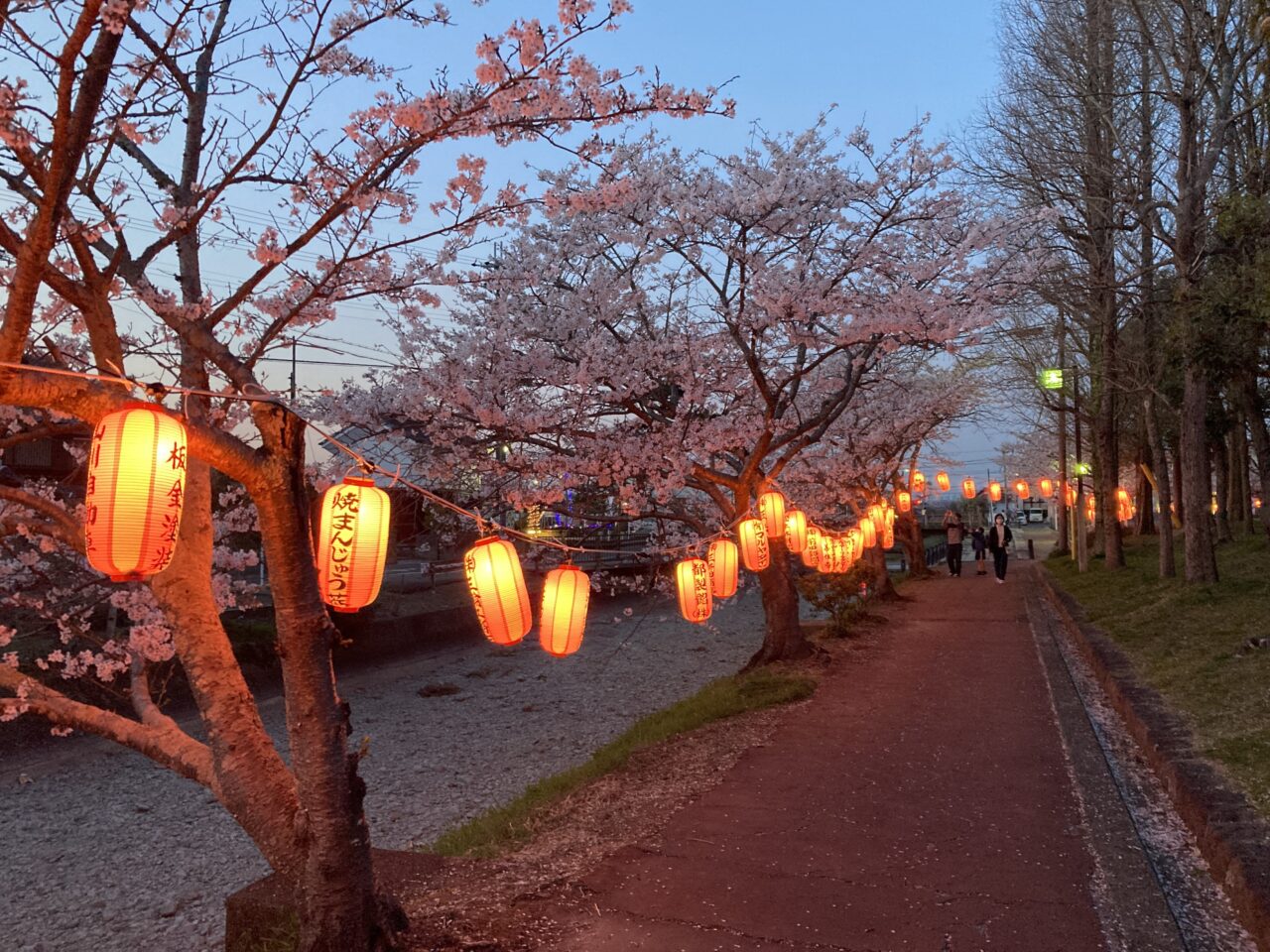 てんびんの里ふれあい広場 桜まつり6