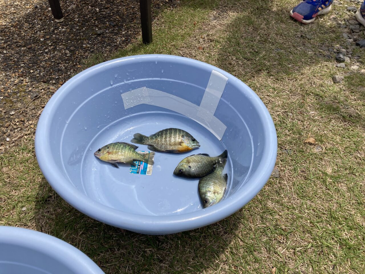 伊庭内湖釣り3