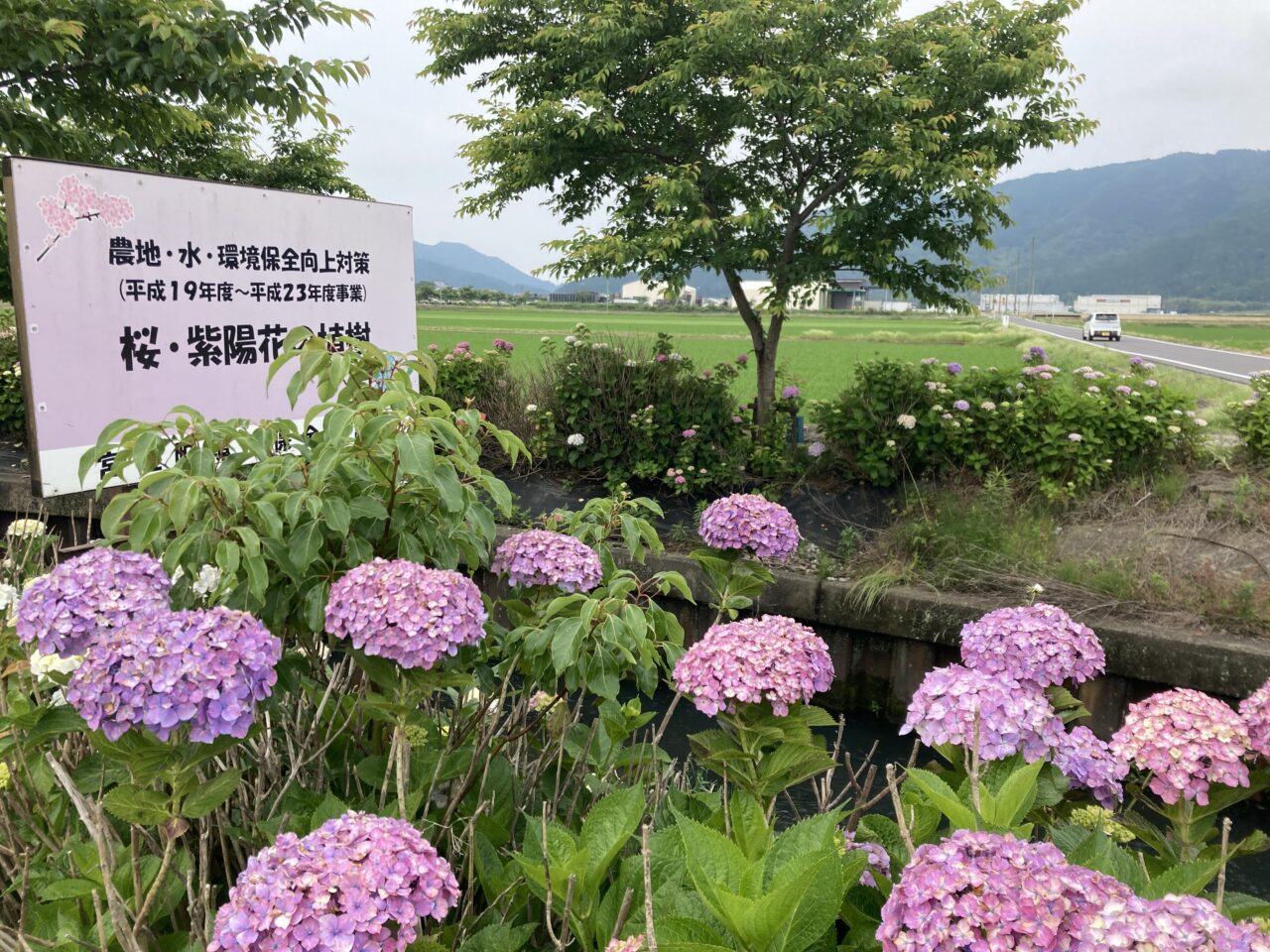 あじさい1
