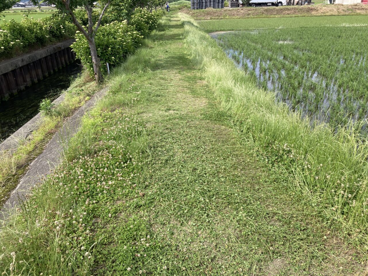 あじさい7