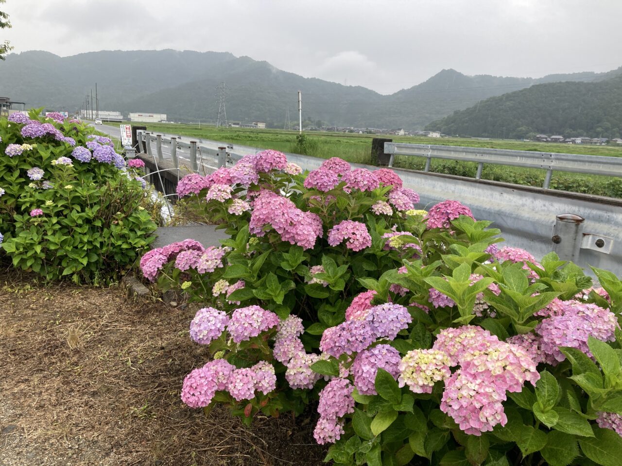 紫陽花7