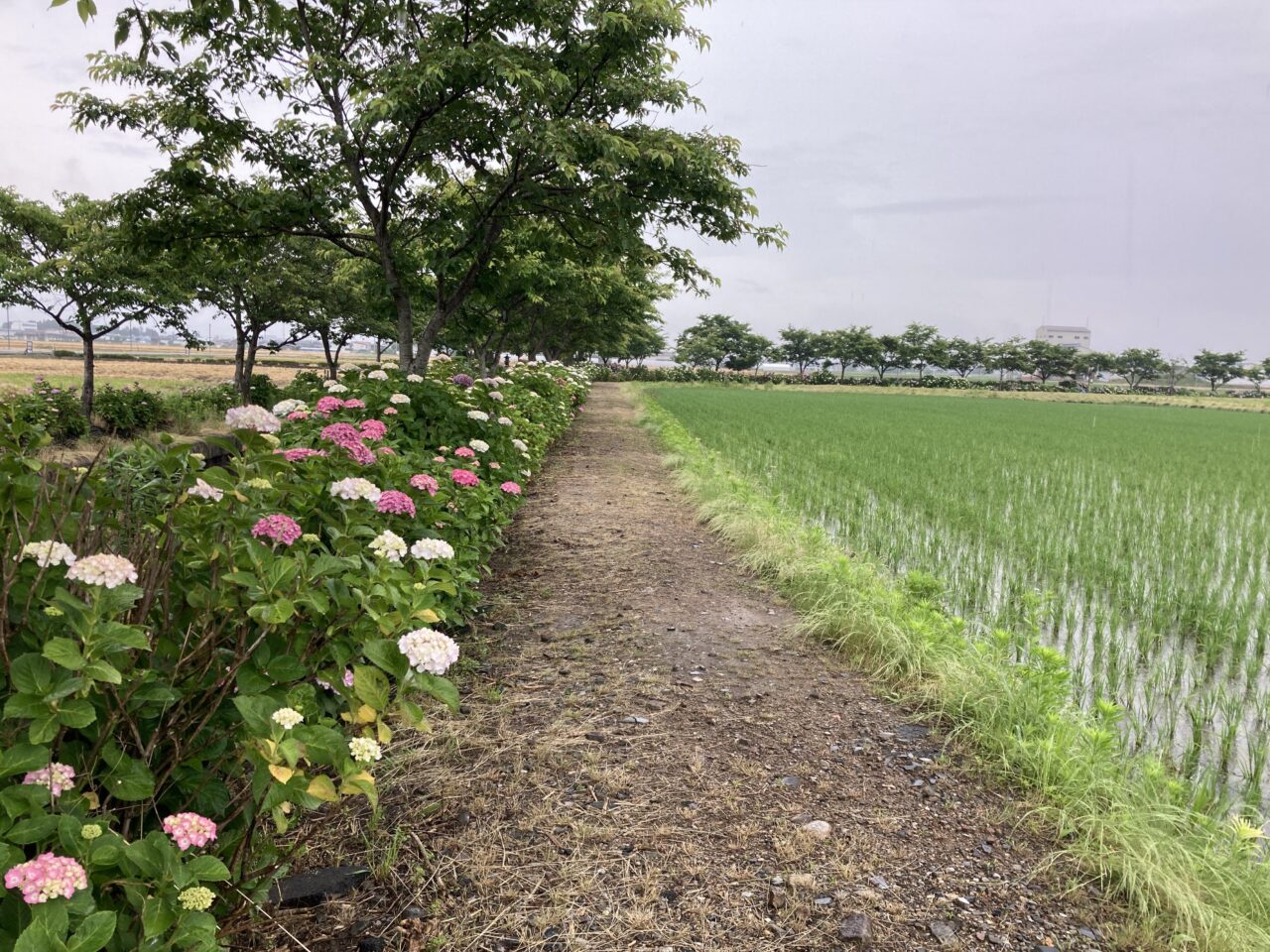 紫陽花8