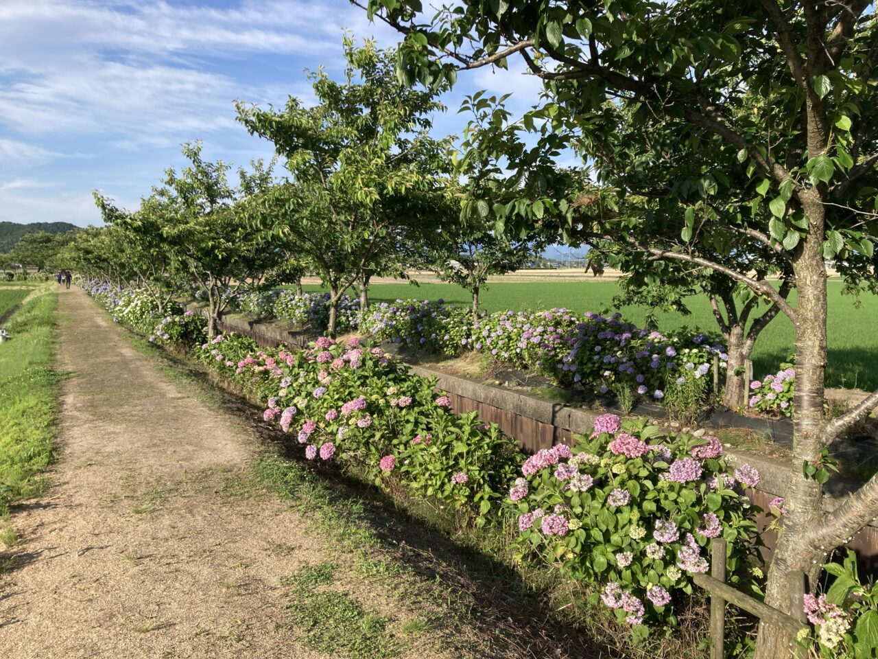 紫陽花9