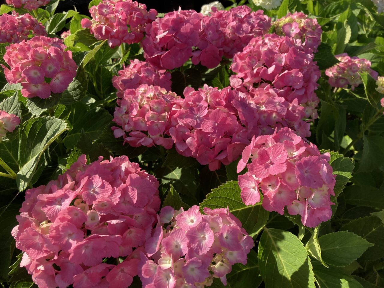 紫陽花6