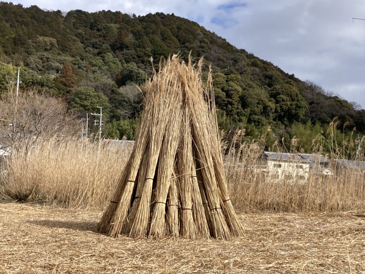 ヨシ灯り5