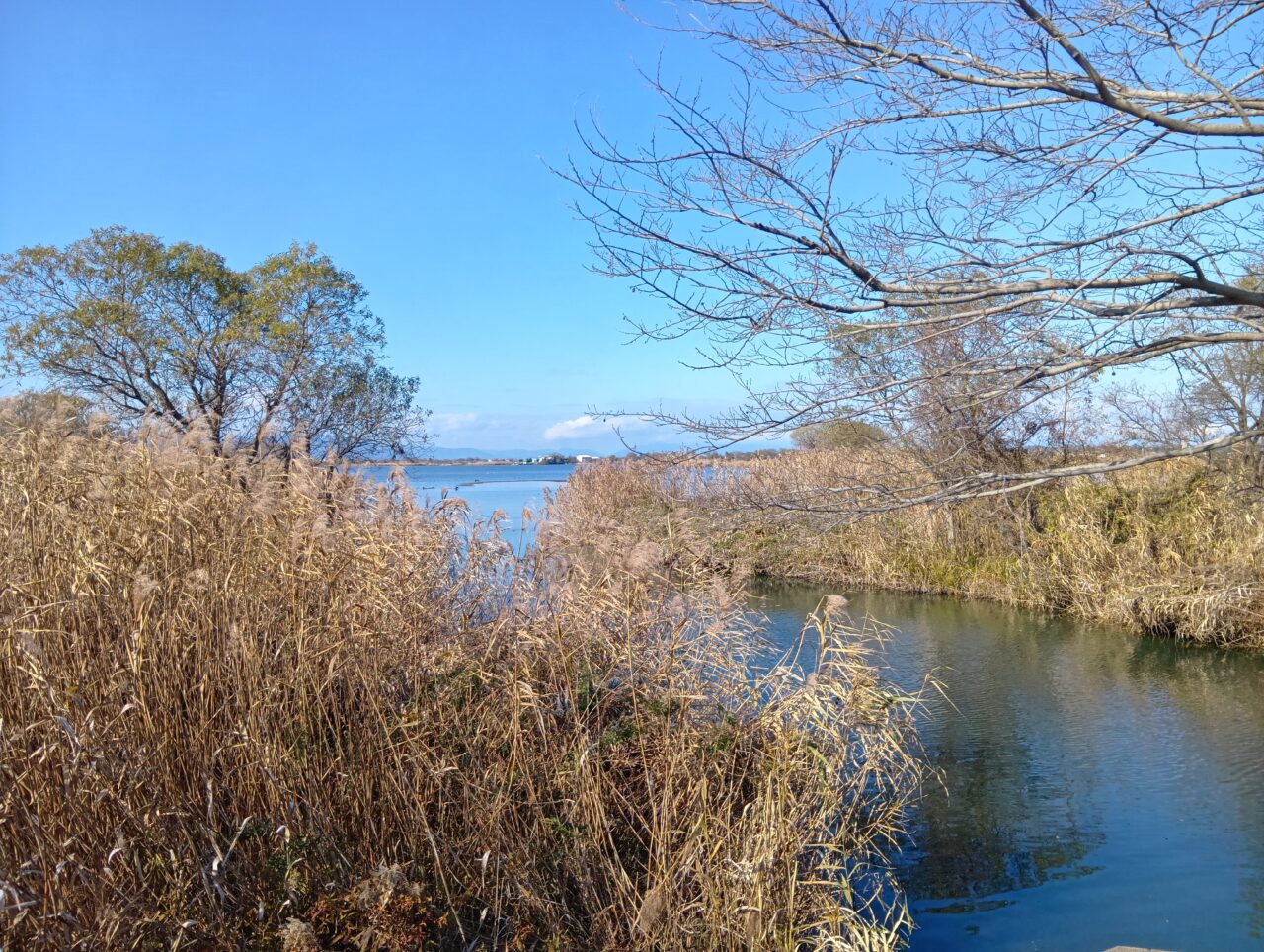伊庭内湖ヨシ刈り1