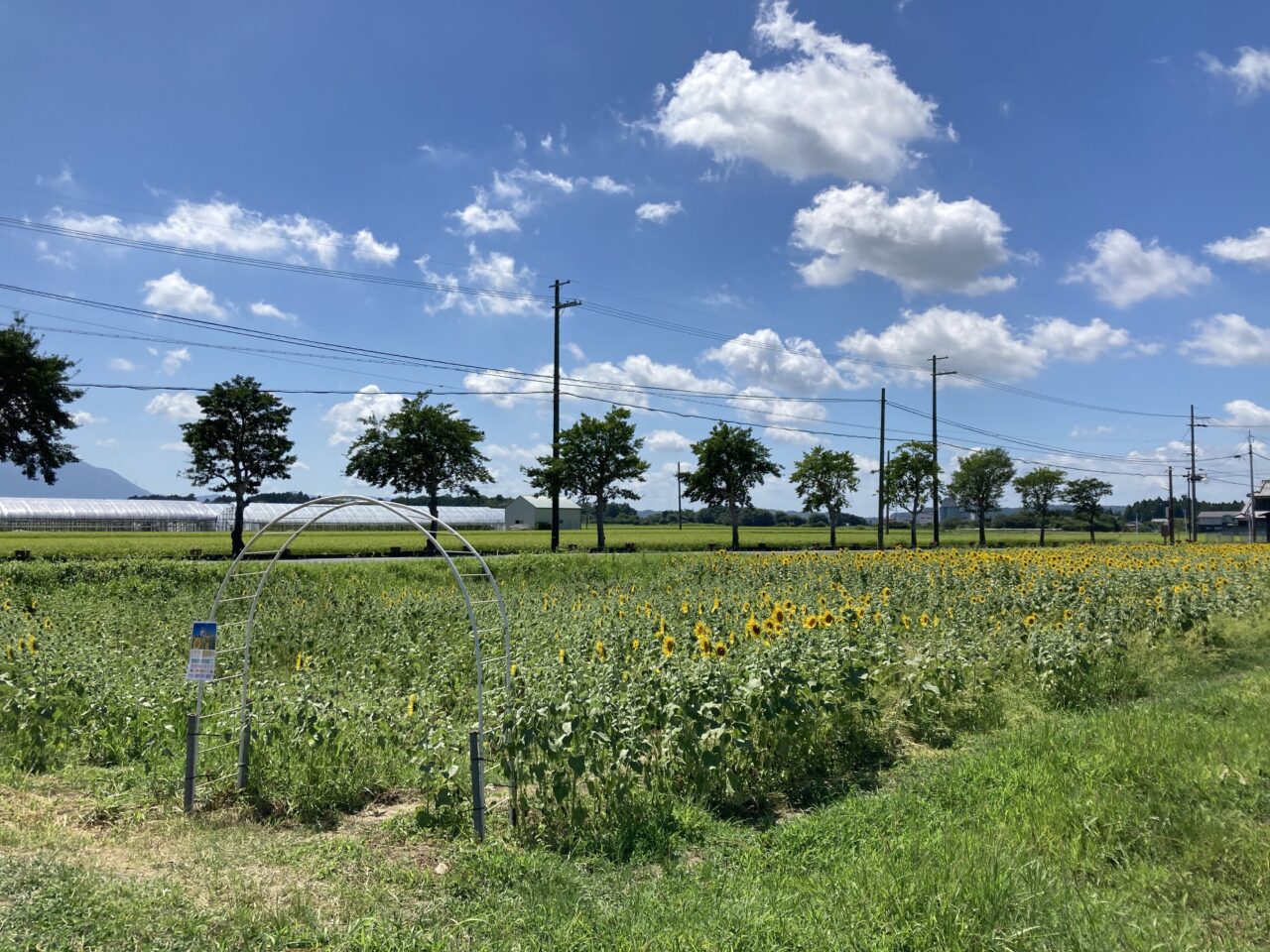 あいとうまーがれっと5