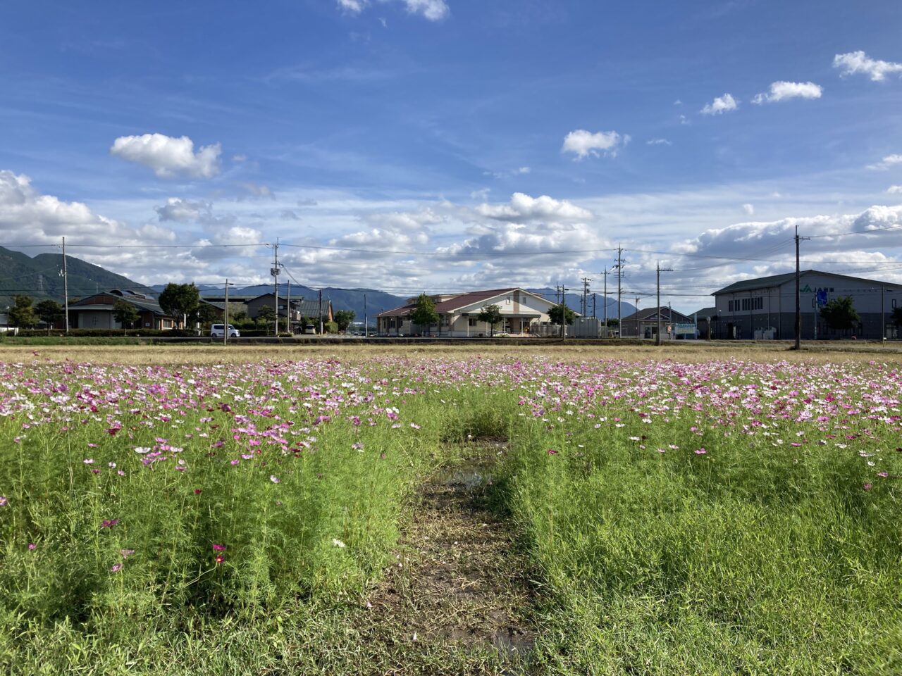 あいとうまーがれっと6