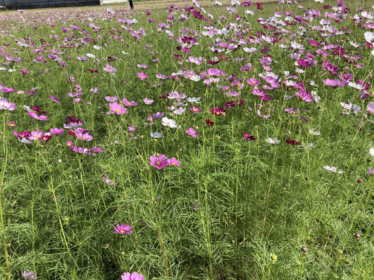 あいとうマーガレット2