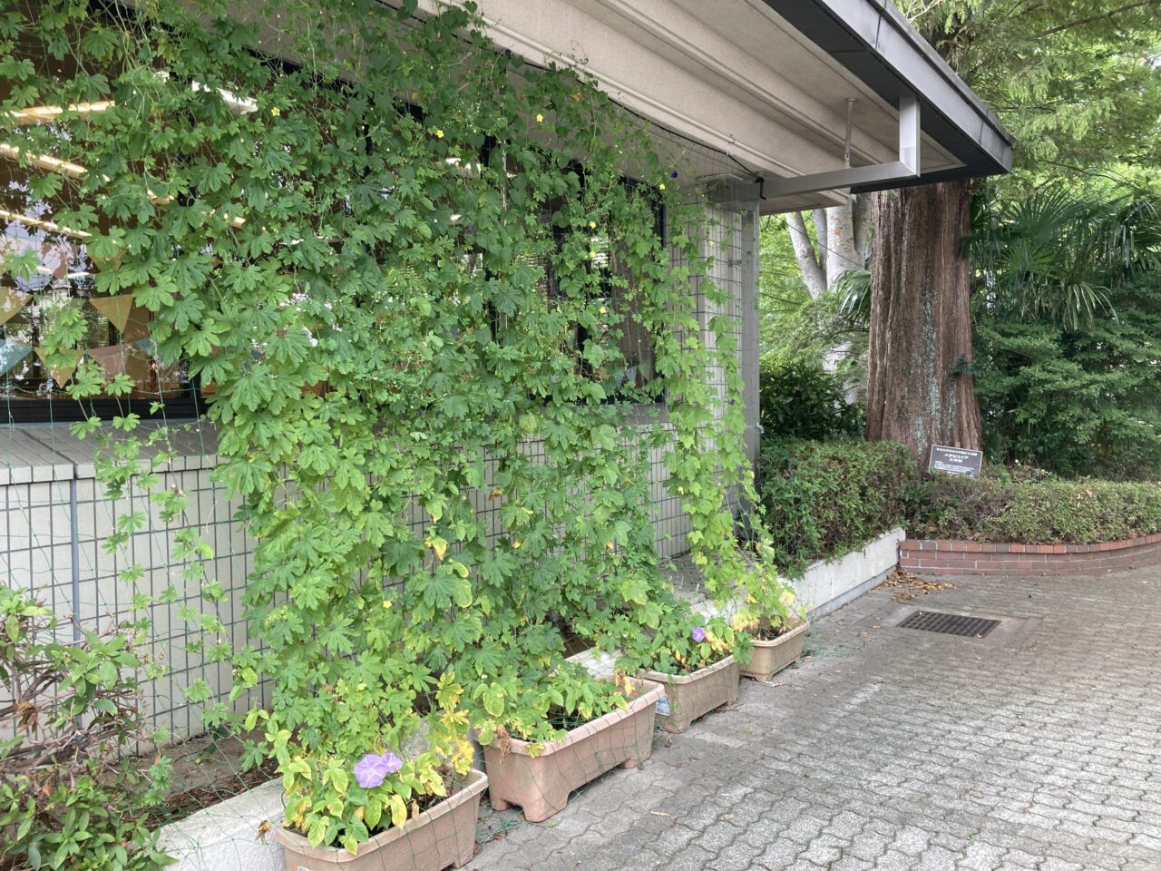 みどりのかーてん1