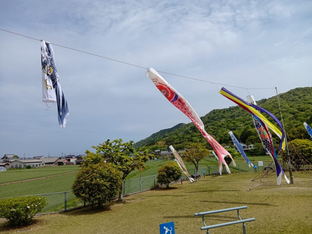 鯉のぼり3
