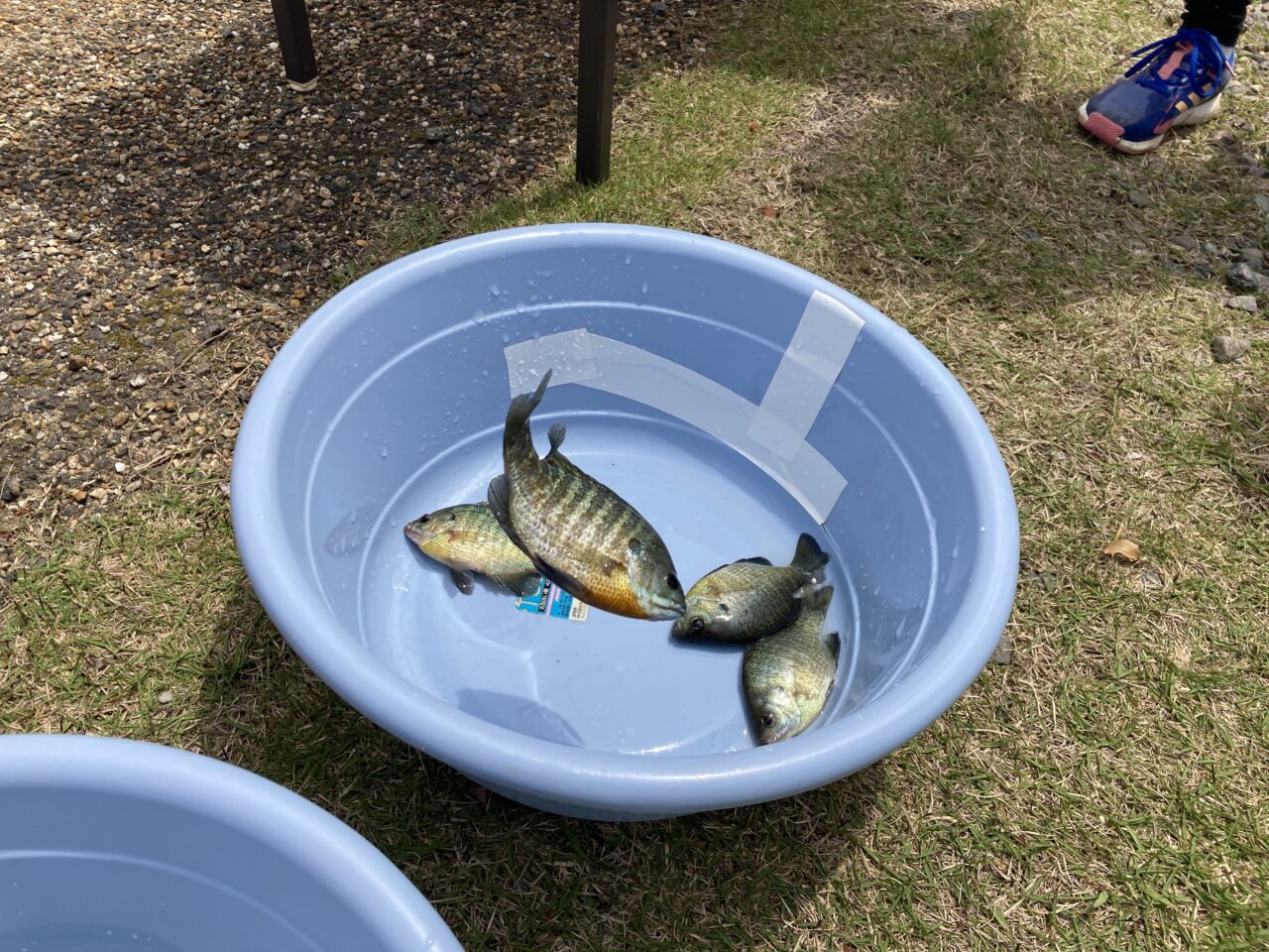 伊庭内湖5