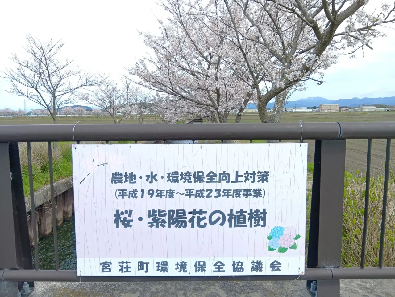 さくら