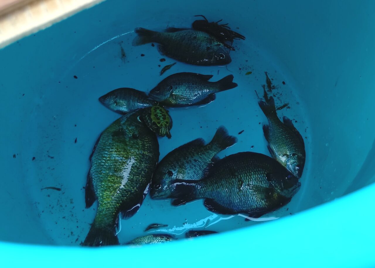伊庭内湖6