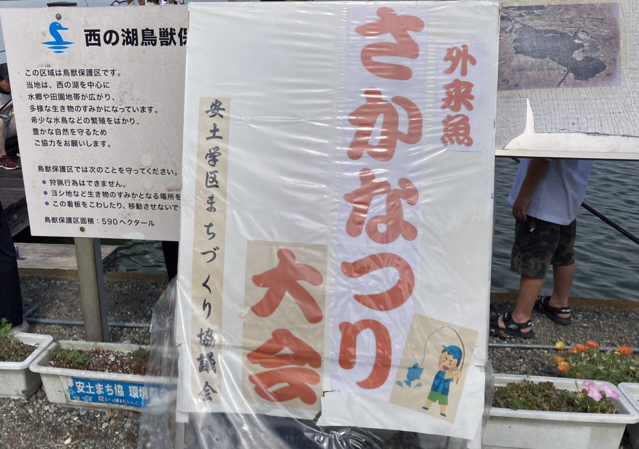 西の湖、魚4