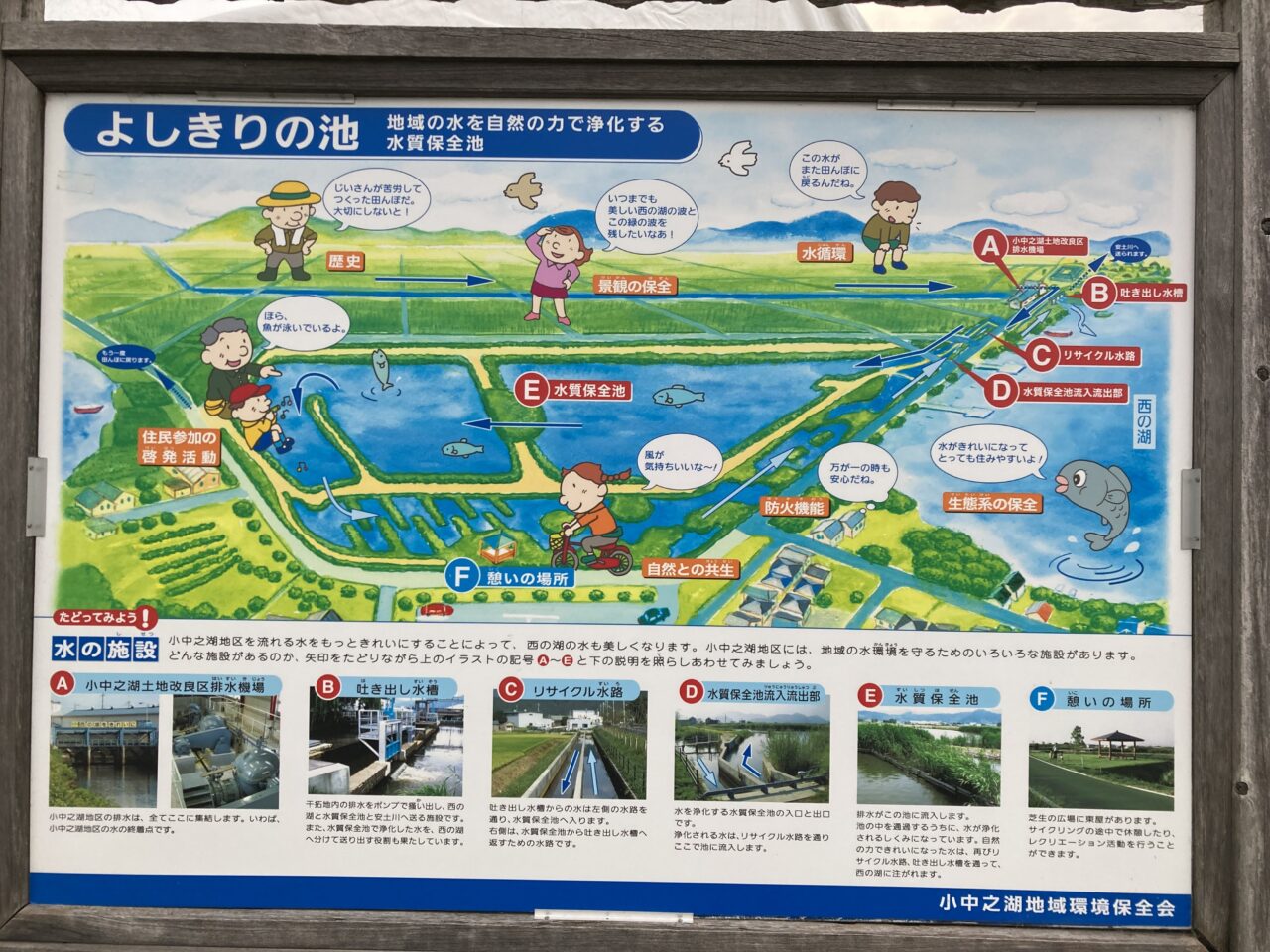 よしきりのいけ4